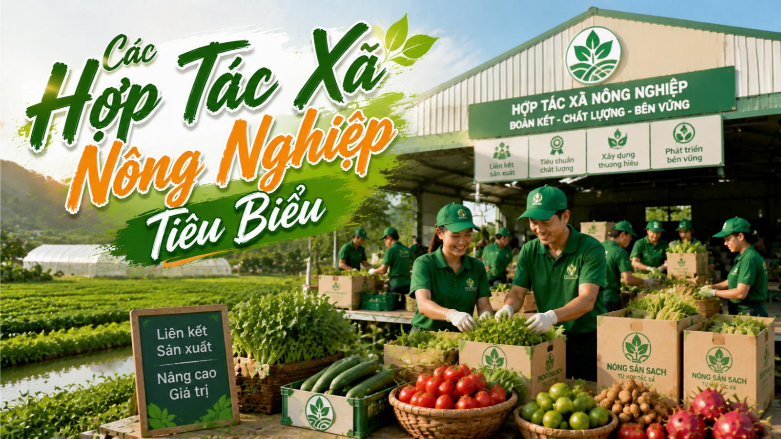 Các hợp tác xã nông nghiệp tiêu biểu
